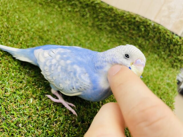 最新画像になりますよ‼️大人気♪水色のスパングルさん登場です‼️ セキセイインコ　スパングル