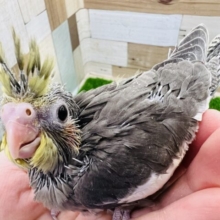 ツンツン☆並オカメインコのヒナ入舎です！