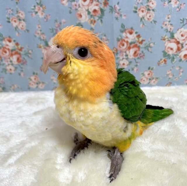 シロハラインコ