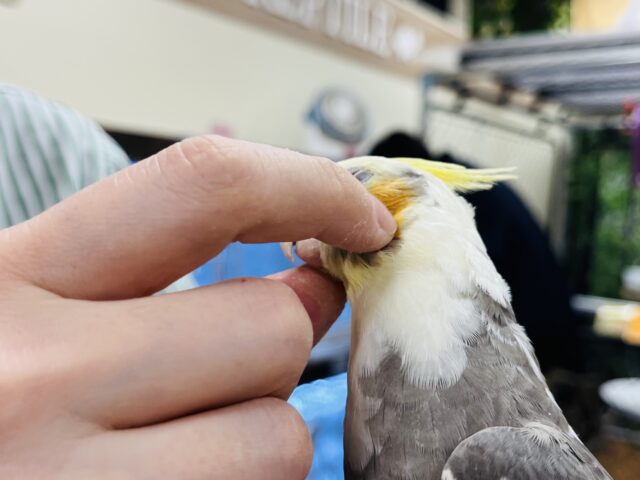 オカメインコ