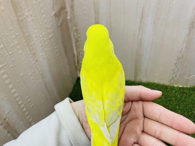 ジャンボセキセイインコ