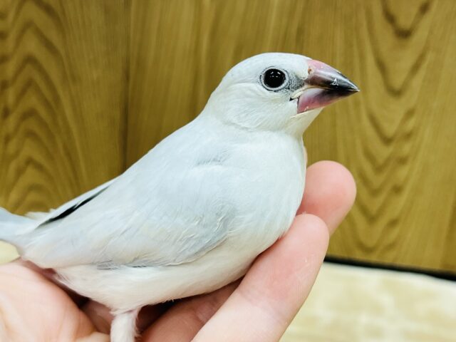 シルバー文鳥