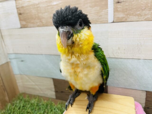 ズグロシロハラインコ