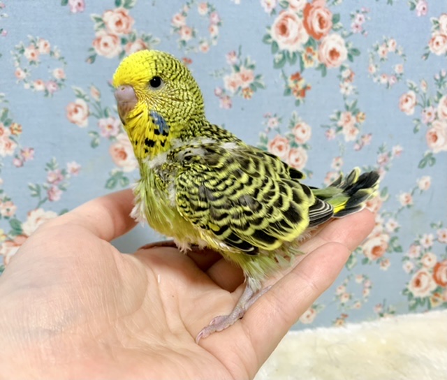 ジャンボセキセイインコ