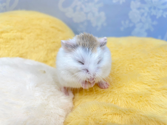 ✨最新画像あります✨素早いでぇ〜🐹💨ロボロフスキーハムスター(ブラウンパイド)男の子2022年12月生まれ ロボロフスキーハムスター