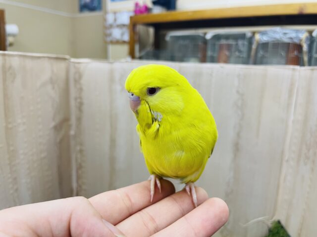 ジャンボセキセイインコ