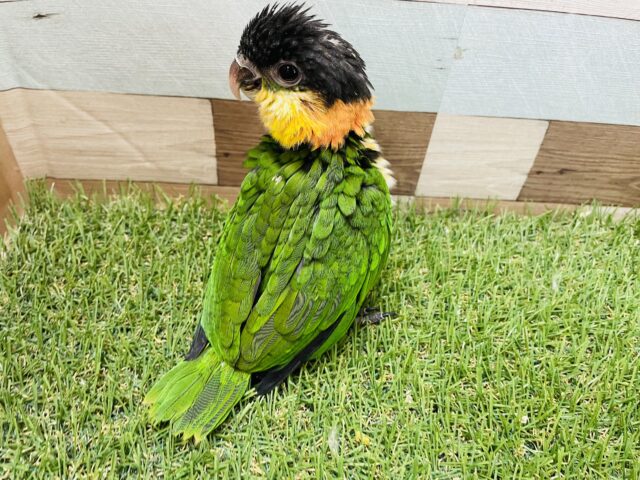 ズグロシロハラインコ