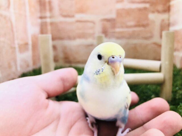 綺麗なカラーです　セキセイインコ　Ｒ５　２／１６撮影