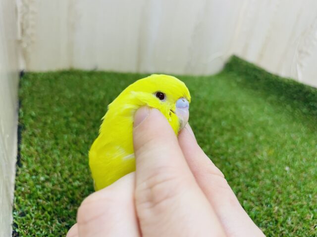 ジャンボセキセイインコ