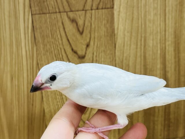 シルバー文鳥