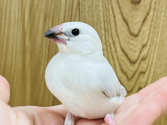 美形すぎます。。。シルバー文鳥 ヒナ