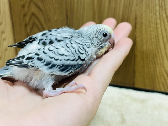 色が変わっていくのが楽しみ♪セキセイインコ(イエローフェイスオパーリン) ヒナ