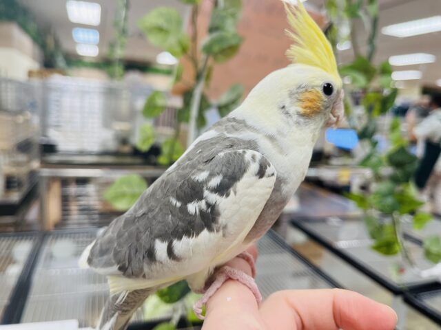 オカメインコ