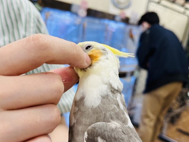 オカメインコ