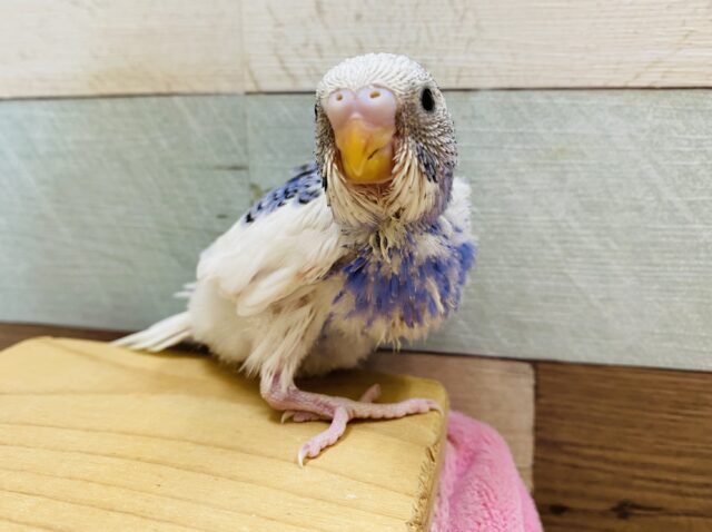 元気いっぱい☆白×青のパイドセキセイインコ！