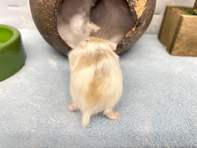 ✨最新画像あります✨素早いでぇ〜🐹💨ロボロフスキーハムスター(ブラウンパイド)男の子2022年12月生まれ ロボロフスキーハムスター