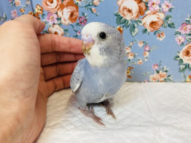 静かなお色🤍手乗りセキセイインコ🤍(グレースパングル)