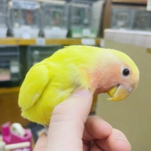 最新画像になりますよ！得意な事は上目遣い☺️✨　コザクラインコ　ルチノー