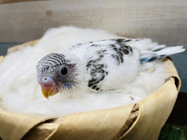 白黒カラーのキュートなコ！セキセイインコのハルクイン！