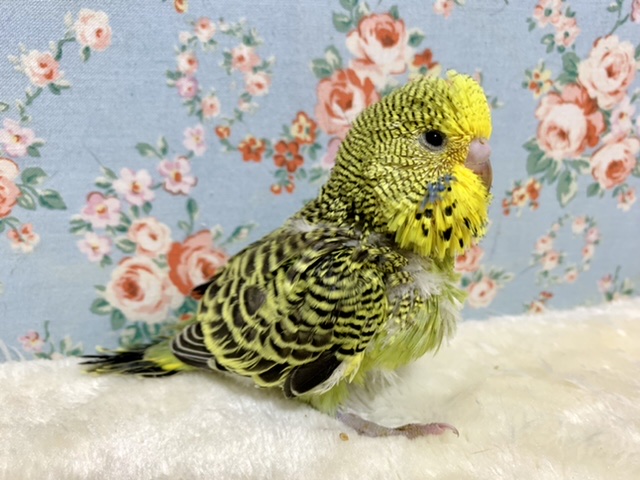 ジャンボセキセイインコ