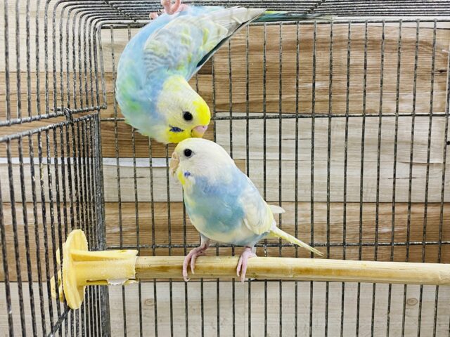 セキセイインコ