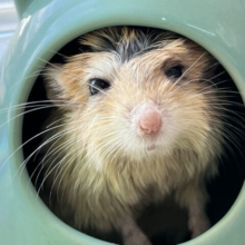 画像更新☆ぽっちゃり♡ファットテールジャービル君