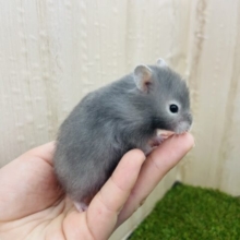 おメメの周りが白いんです‼️ 長毛ハムスター　セーブル系　女の子