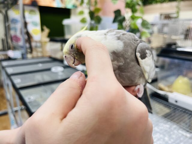 オカメインコ