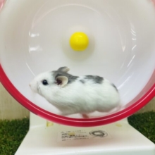 牛柄さんっぽい？ロボロフスキー　ブルーパイド　女の子