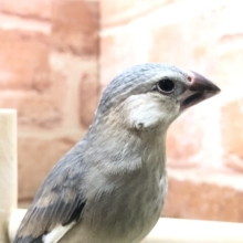 人気ですよね～　桜文鳥ちゃんのご紹介！　R５　2／１撮影