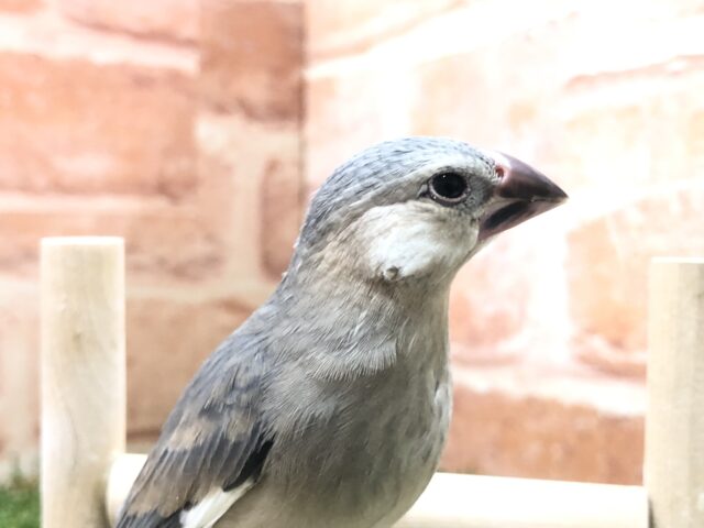 人気ですよね～　桜文鳥ちゃんのご紹介！　R５　2／１撮影