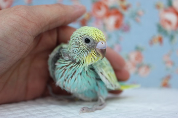 神秘的なお色にうっとり🤍手乗りセキセイインコ(パステルレインボー)