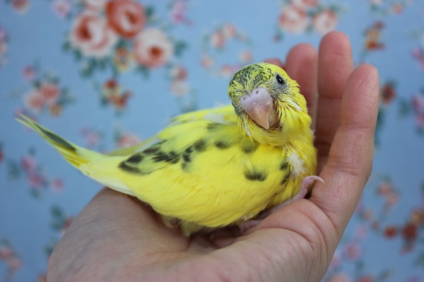 人気のセキセイインコ(ハルクイン)💛🌻