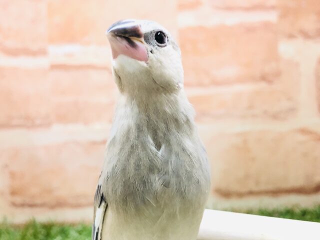 桜文鳥