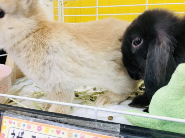 ロップイヤーラビット