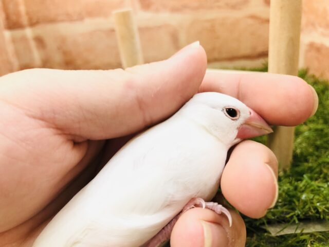 白文鳥