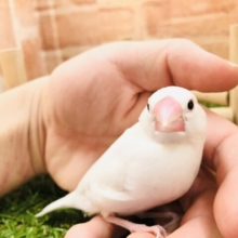 白文鳥ちゃんヒナもおります！　白文鳥　Ｒ５　2／１撮影