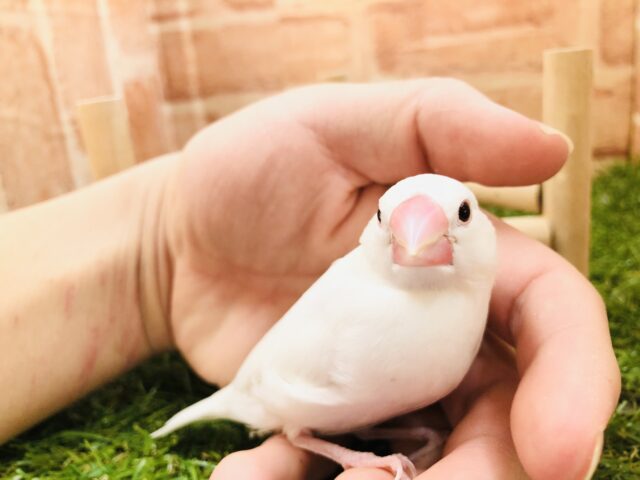 白文鳥ちゃんヒナもおります！　白文鳥　Ｒ５　2／１撮影