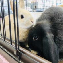 まん丸お顔のロップちゃん　ロップイヤーラビット　Ｒ５　２／１６撮影