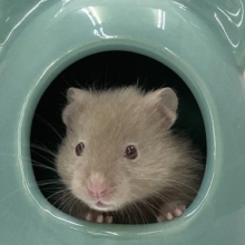 サテンハムスター　上品な雰囲気のカラーです！