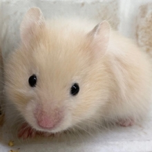 サテンハムスター　キンクマのようなクリームカラー！