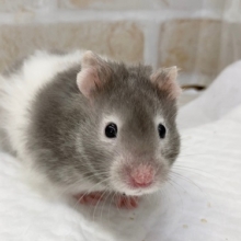 最新画像！セーブルバンデットの長毛ハムスターさんが来ましたー！