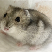 ジャンガリアンハムスターフェア　開催中！！