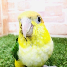 馴れ度バツグンのシロハラフェア開催です！