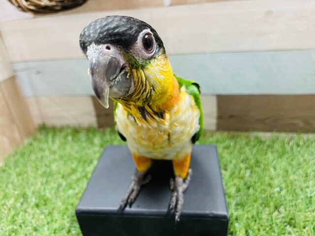 ズグロシロハラインコ