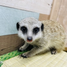 すくすく成長中♪元気いっぱいなホリホリ名人！ミーアキャット！