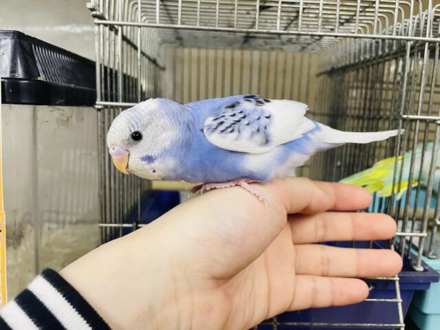 1人餌です！最新画像になりますよ！！羽に注目！唯一無二の黒模様‼️ セキセイインコ　パイド