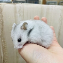 パンダさんみたいなハムスターさん🐼ふわふわ系💓　長毛ハムスター　セーブル系　男の子