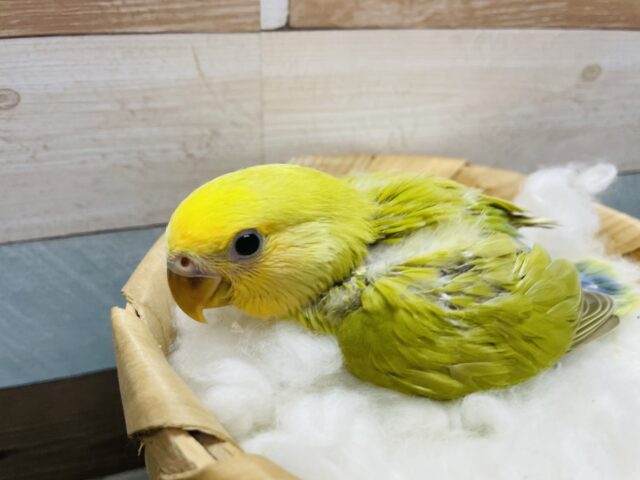 コザクラインコ（小桜インコ）