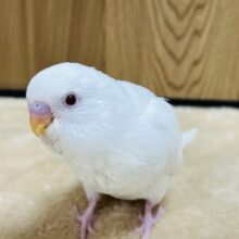 【最新画像更新🪄】目が合ったらト・リ・コになること間違いなし〜！セキセイインコ(アルビノ) ヒナ